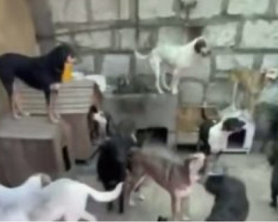 rs-bienestarA-1 rs-bienestarA-1